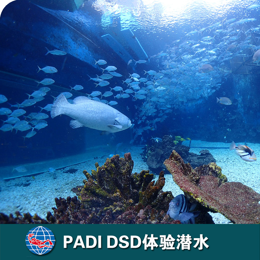 三亞洲際酒店PADI DSD體驗潛水