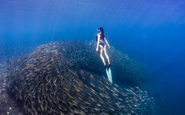 澳女子與魚(yú)群同游似美人魚(yú)